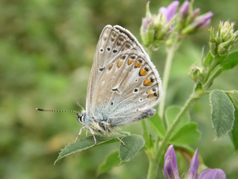 Lycaenidae da determinare